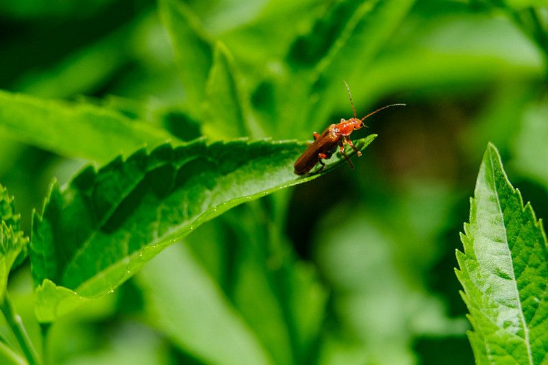 La réserve naturelle universitaire du parc-du-Mont-Bellevue à Sherbrooke, un trésor à préserver